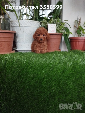 Той Пуделчета 