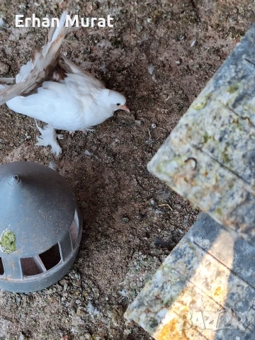 gılıbi, снимка 6 - Гълъби - 51081727