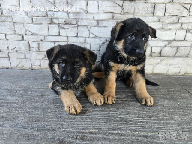 Немски овчарки , снимка 10 - Немска овчарка - 54320500