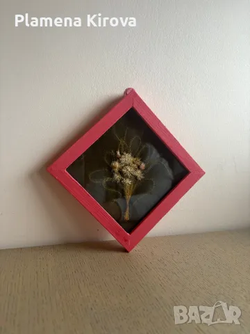 Хербарий в рамка, снимка 2 - Други - 48842156