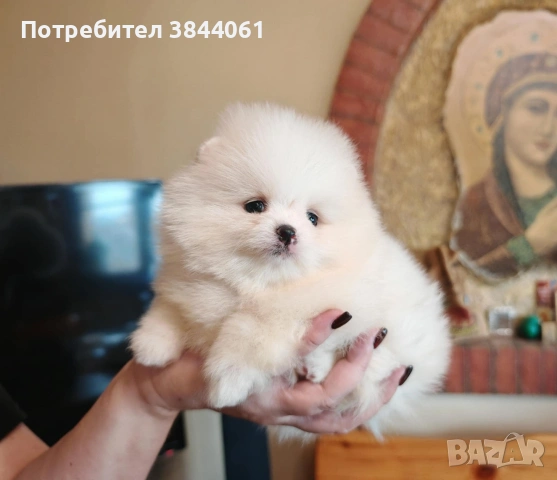 Мини померанчета , снимка 5 - Померан - 53223701
