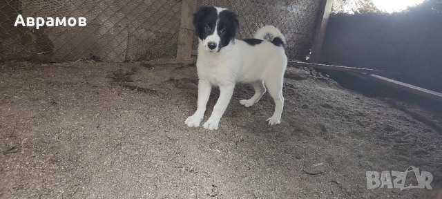 Кученцата се Подаряват!, снимка 1