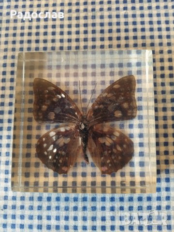 естествени  пеперуди , снимка 5 - Колекции - 39596146