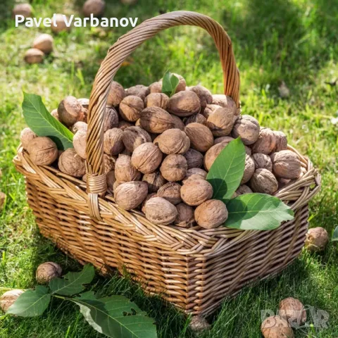 Едри домашни орехи (нова реколта) – чупят се с ръце, светла ядка