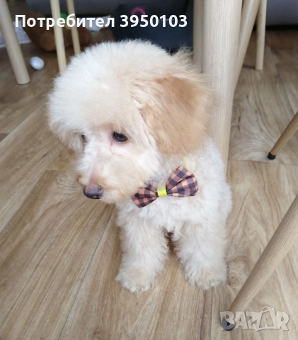 Мини пудел момченце , снимка 4 - Пудели - 54236028