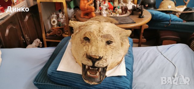 Глава на лъв трофей от 19век., снимка 7 - Антикварни и старинни предмети - 29194108