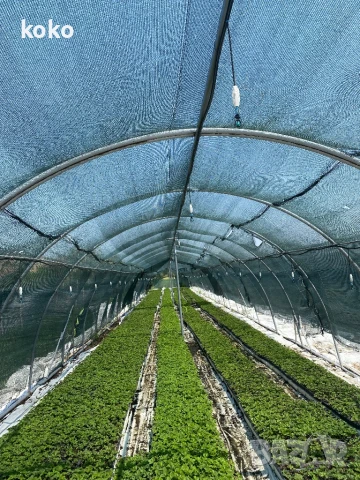 Разсад Ягода, снимка 1