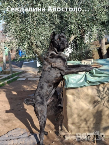 Продавам четири мъжки и едно женско , снимка 5 - Кане корсо - 53310326