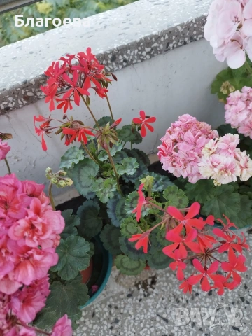 Мушкато сорт Friesdorf red