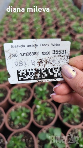 Скаевола - лилава, бяла и розова!!, снимка 17 - Градински цветя и растения - 54161547