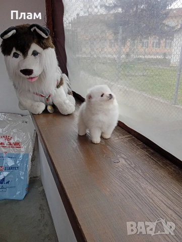 Бели Померани, снимка 7 - Померан - 54057926