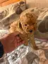 Мини пуделче момиче, снимка 2
