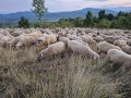 Реплянски овце по селекция, снимка 3