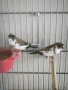 зеброви амадини и японски амадини , снимка 3
