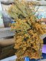 Жълт кантарион , снимка 1 - Градински цветя и растения - 41041182
