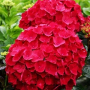 Хортензия  Червена, снимка 1 - Градински цветя и растения - 44679219