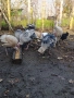 Пуяци и пуйки , снимка 4