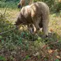 мъжко шиле овне, снимка 4