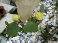 Студоустойчиви кактуси Опунция (Бодлива круша) подходящи за Вашата красива градина, снимка 5