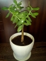 Традесканция рео,кливия,исусов венец, кротон, сансивиера,хибискус , снимка 15