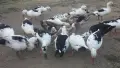 Патици френски Дюклер , снимка 1