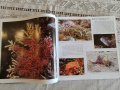 Богато илюстрирана книга, твърди корици: Подводният свят на Хърватия, снимка 7