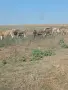 Продавам стадо крави , снимка 2