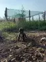 Американски стафордширски териер 10бр, снимка 12
