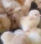 Оплодени яйца Кохинг стандарт , снимка 2
