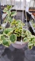 Кошница с вариегатна Винка, Vinca major Variegata, снимка 3