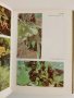 Билките в България и използването им, снимка 3