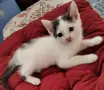 котенца търсят дом, 3 мес., снимка 2