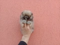 Мини Померан Реални снимки от 17.03.26 г. Миниатюрен !, снимка 4