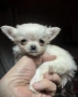 Супер красиво Бяло мини чихуахуа. Момче на 2 мес., снимка 4