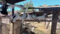 въртящи  гълаби, снимка 7