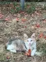 Подарявам 2 пухкави котенца, снимка 2