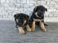 Немски овчарки , снимка 10