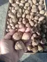 Орехи на черупка и ядка, снимка 1