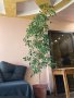 Голям Бенджамин 210 см. цвете в саксия Фикус Бенджамина, снимка 1 - Стайни растения - 42627254