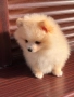 Померан , снимка 1
