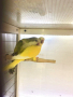 Монашески папагали, снимка 5