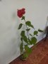 Китайски рози хибискус червена фуния, снимка 6