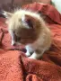 Пухкави  ангорски котенца, снимка 3