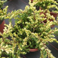 Хвойна Голдшатс, Juniperus Goldschats, студоустойчива!!, снимка 8 - Градински цветя и растения - 38563034