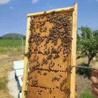 Пчелни отводки многокорпусни , снимка 1 - Пчелни продукти - 44303357
