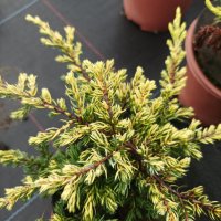Хвойна Голдшатс, Juniperus Goldschats, студоустойчива!!, снимка 1 - Градински цветя и растения - 38563034