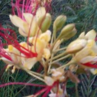 Цезалпиния, снимка 2 - Градински цветя и растения - 26153946