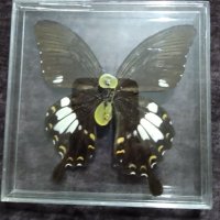 Пеперуда 1, снимка 1 - Други - 42876901