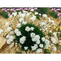 Армерия вечнозелена , снимка 2 - Градински цветя и растения - 27586418