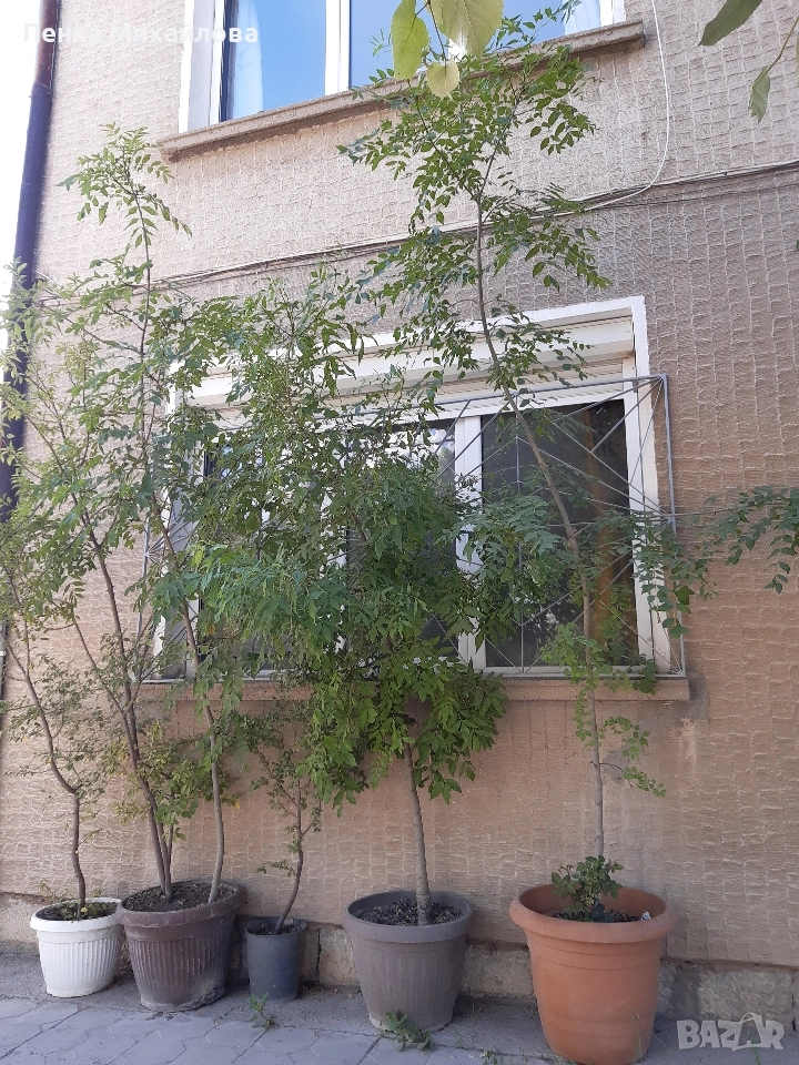дървета в саксия ясен,бреза,върба,липа,джанка, снимка 1